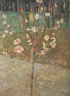Vincent Van Gogh Almond Tree in Blossom (nn04) oil painting picture